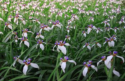 SE生化模拟RPG《HARVESTELLA》实机预告第二弹